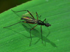 Micropeza corrigiolata