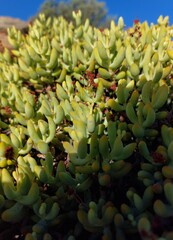 Crassula brevifolia