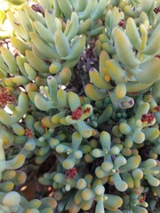 Crassula brevifolia