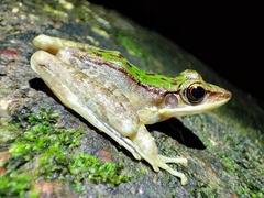 Odorrana chloronota