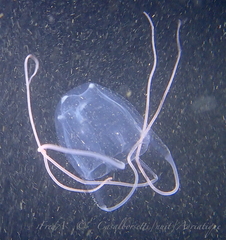 Carybdea marsupialis