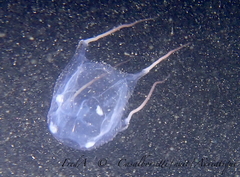 Carybdea marsupialis