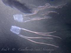 Carybdea marsupialis