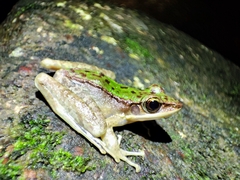 Odorrana chloronota