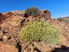 Crassula brevifolia