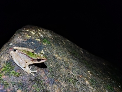 Odorrana chloronota