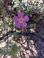 Oxalis campylorrhiza