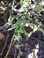 Oxalis campylorrhiza