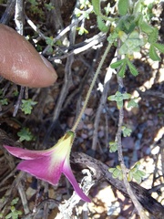 Oxalis campylorrhiza