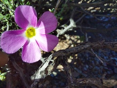 Oxalis campylorrhiza