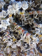 Mesembryanthemum schenkii