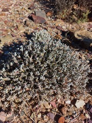 Mesembryanthemum schenkii