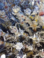 Mesembryanthemum schenkii