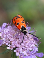 Zygaena hilaris