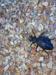 Meloe angulatus