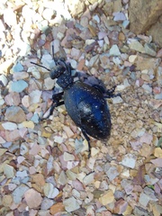 Meloe angulatus