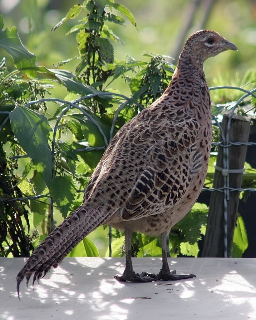 Cornell Cooperative Extension | Day-old Pheasant Chick Program