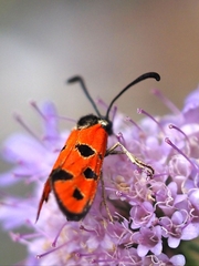 Zygaena hilaris
