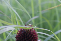 Euschistus variolarius