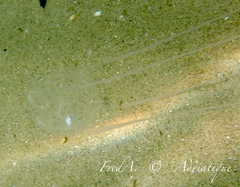 Carybdea marsupialis