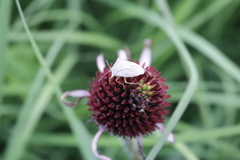 Euschistus variolarius