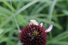 Euschistus variolarius