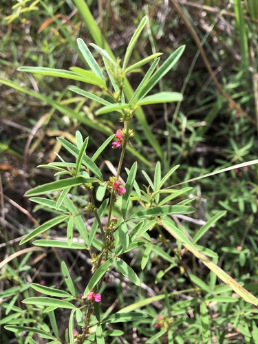 Indigofera trifoliata iNat (2)
