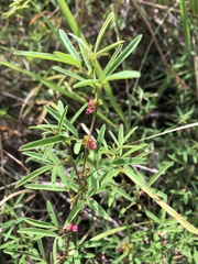 Indigofera trifoliata glandulifera