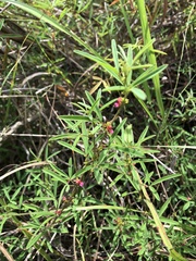 Indigofera trifoliata glandulifera