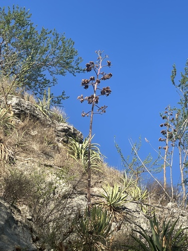 Agave aurea (Agave aurea)