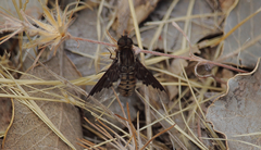 Hemipenthes tenuirostris