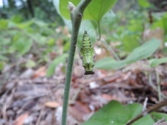 Battus philenor hirsuta