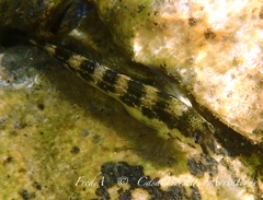 Microlipophrys adriaticus