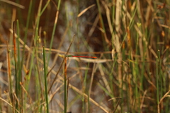 Ceriagrion corallinum