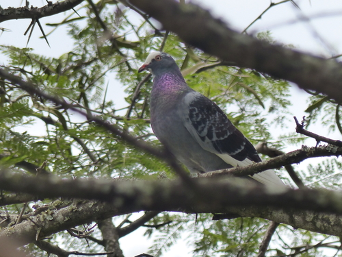 Columba image