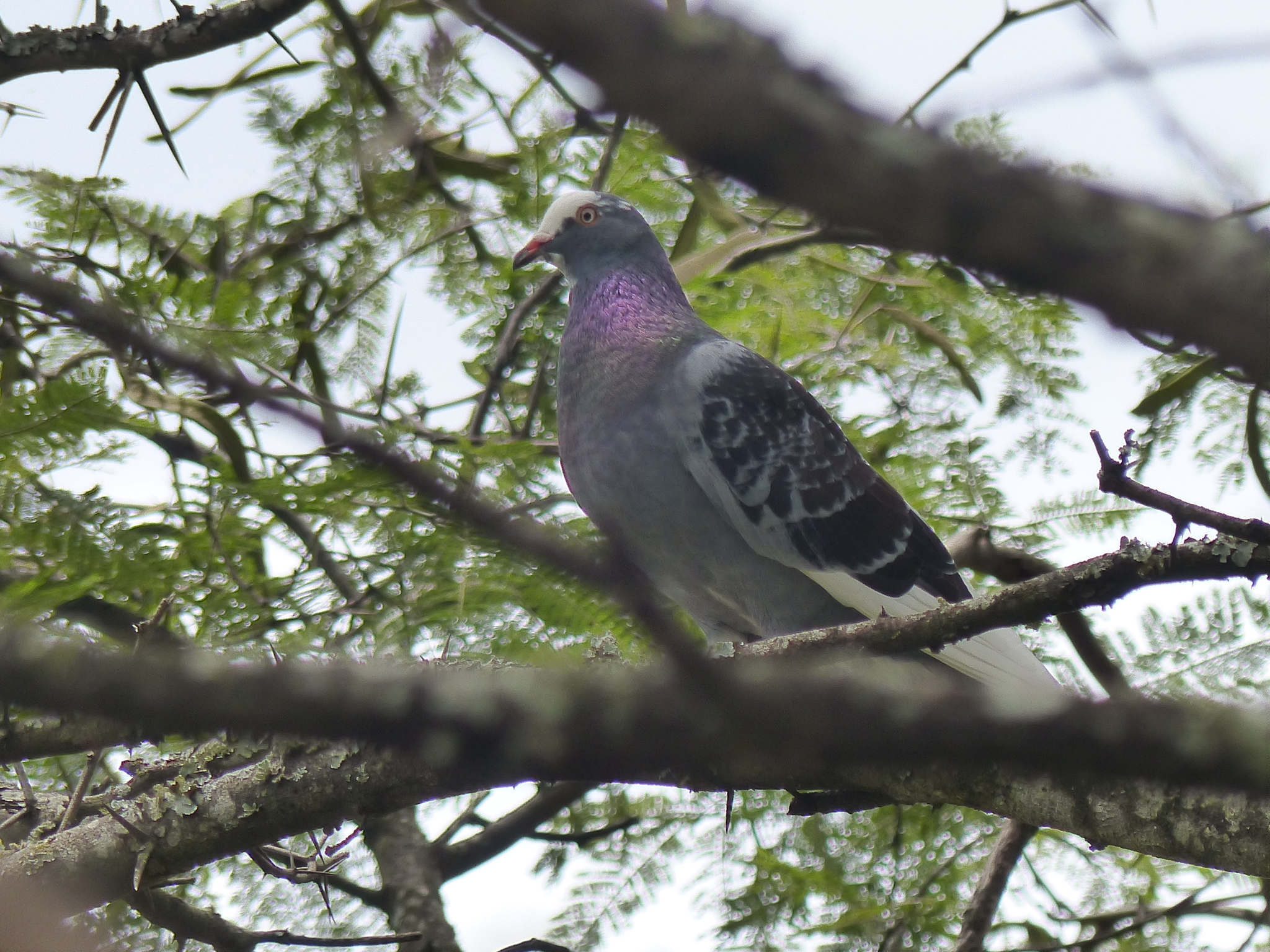 Columba livia image