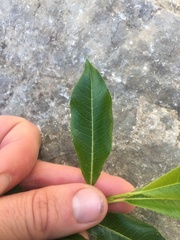 Salix waldsteiniana