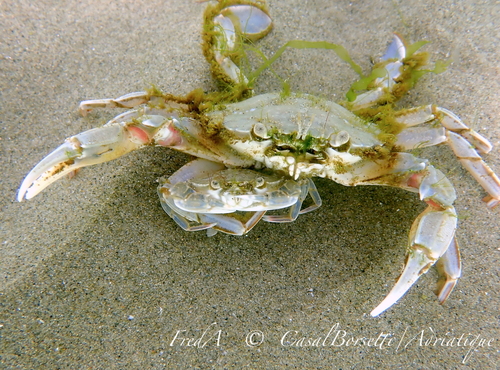 Vernal Crab, photo 8 of 10