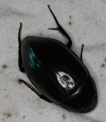 Hydrophilus piceus