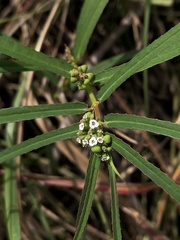Euphorbia bifida