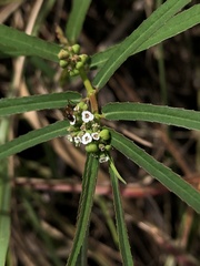 Euphorbia bifida