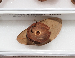 Disholcaspis unicolor