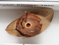 Disholcaspis unicolor