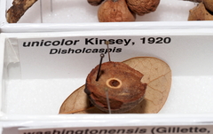 Disholcaspis unicolor