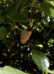 Noctua fimbriata