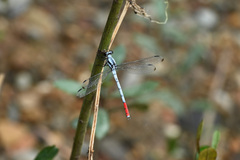 Philosina buchi