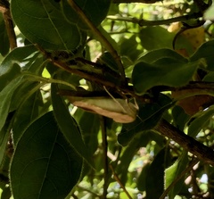 Noctua fimbriata