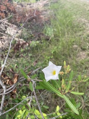 Rhabdadenia biflora