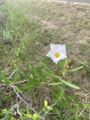 Rhabdadenia biflora