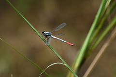 Philosina buchi